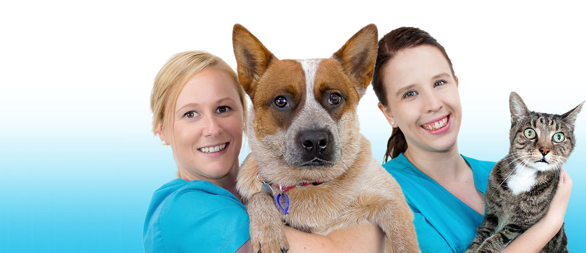 Northgate Vet - servicing  the community for 35yrs