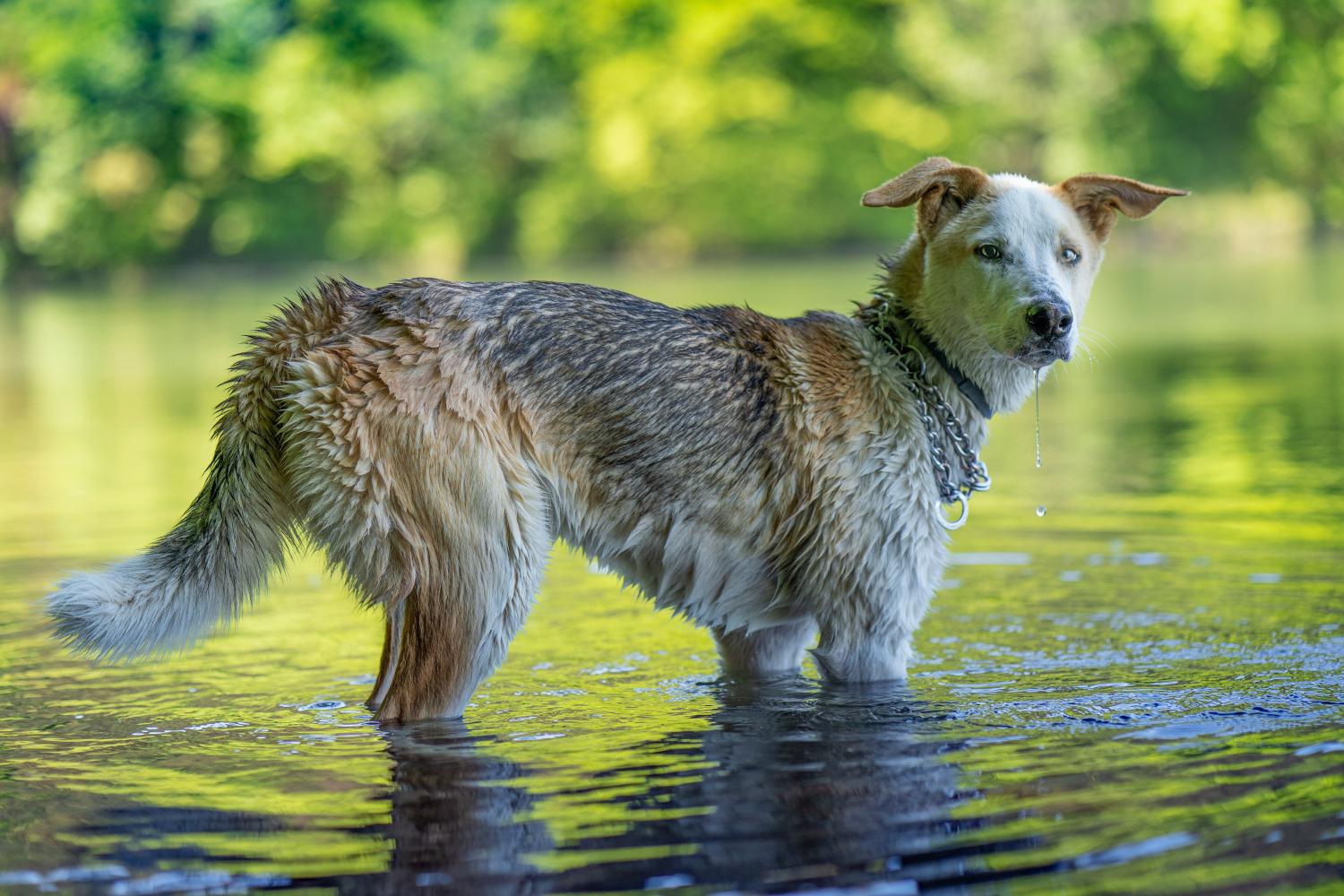 Thumbnail for Protecting Your Dog from Leptospirosis