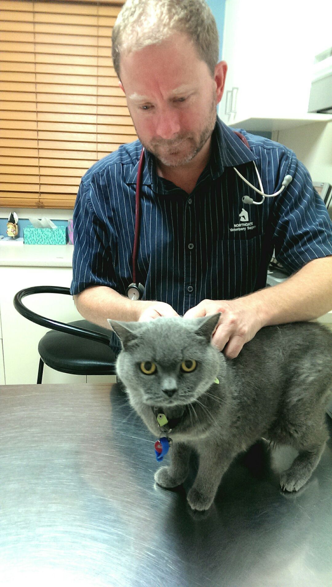 Cat Vaccinations