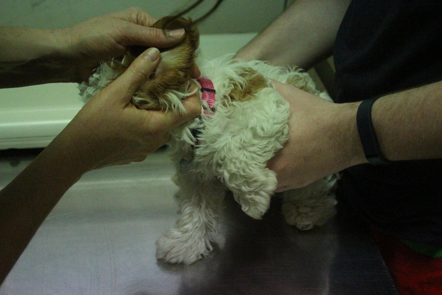 Ear Mites