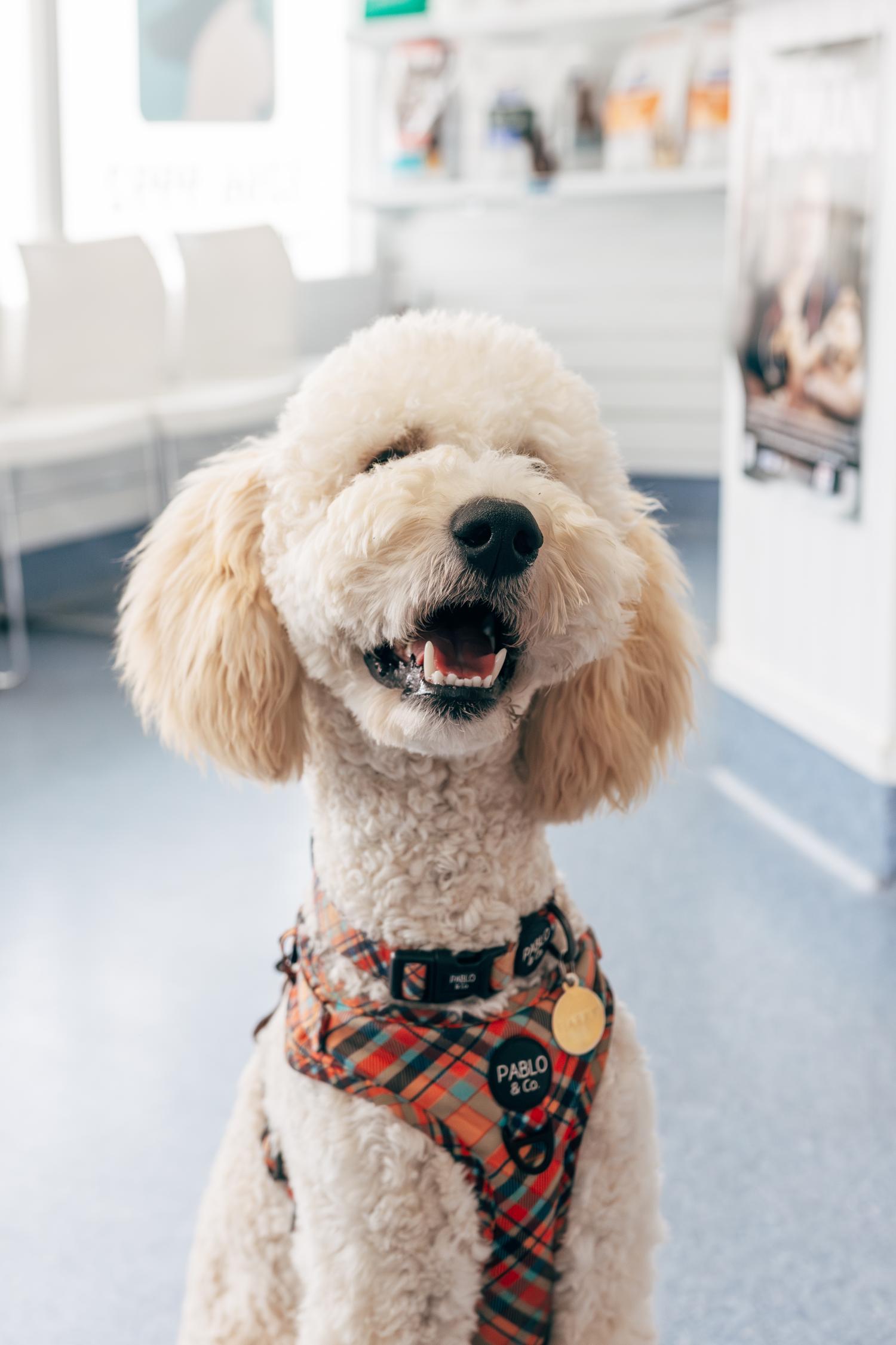 Puppy Exam