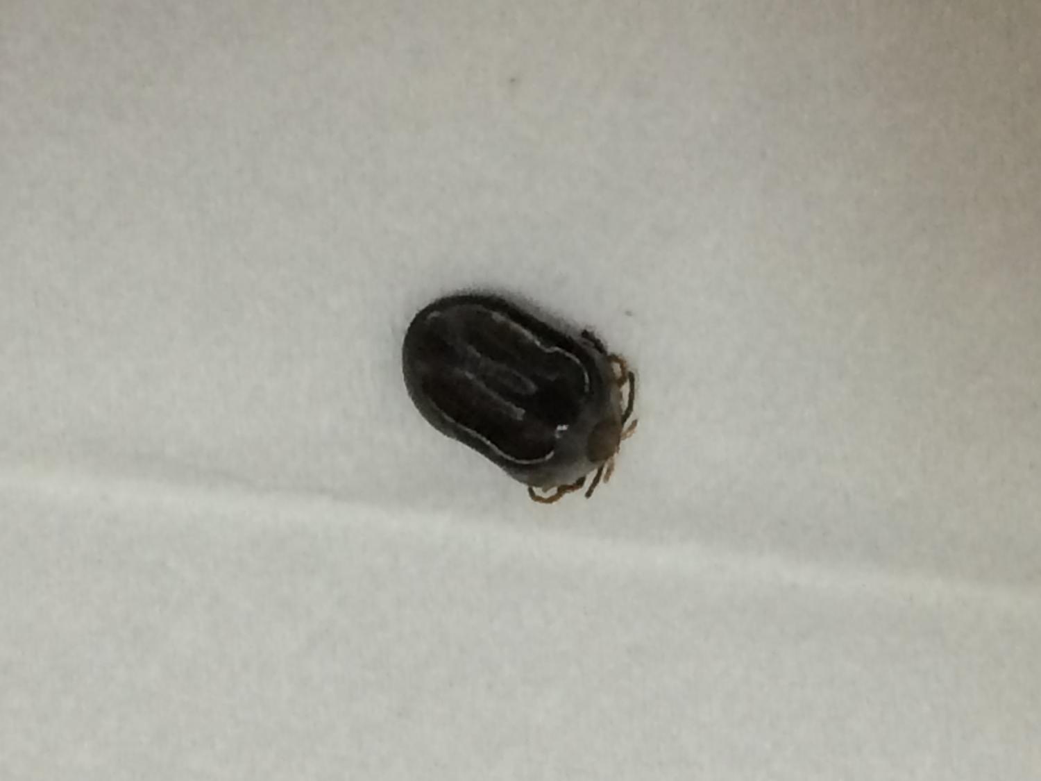 Ticks