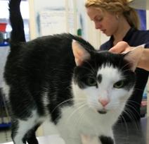 Christopher the Cat getting an clinical exam