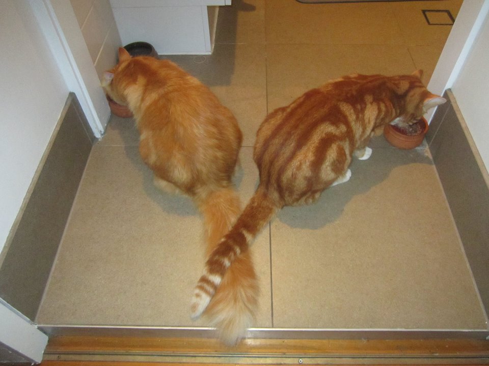 Happy Cats Eating