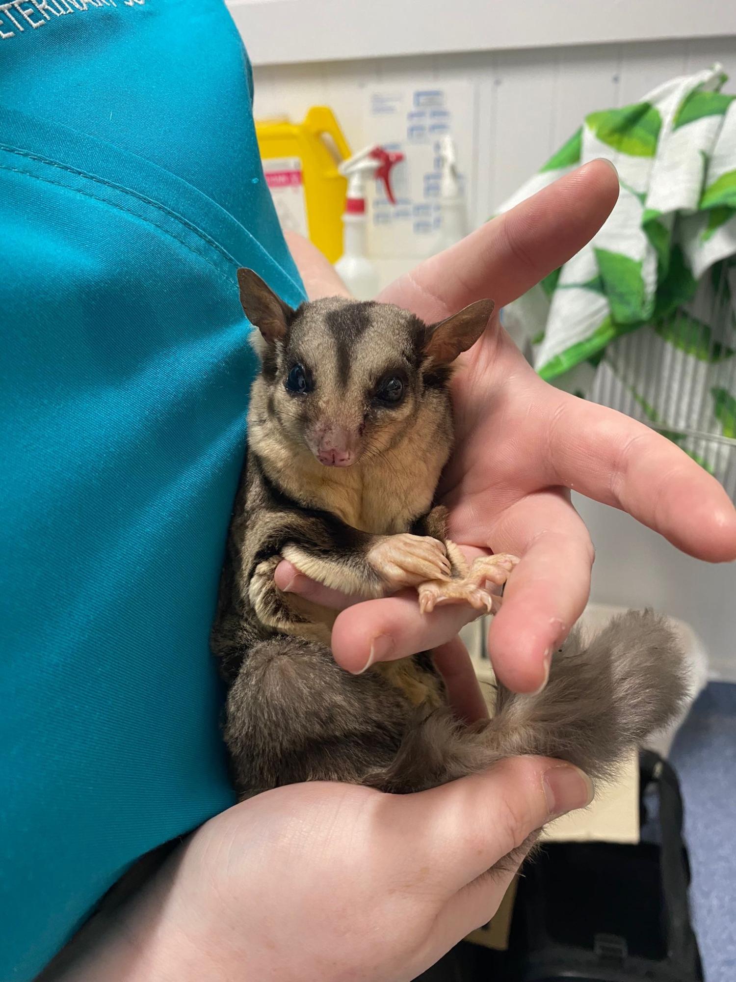 Sugar Glider