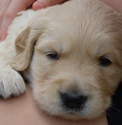 Roland as a Puppy
