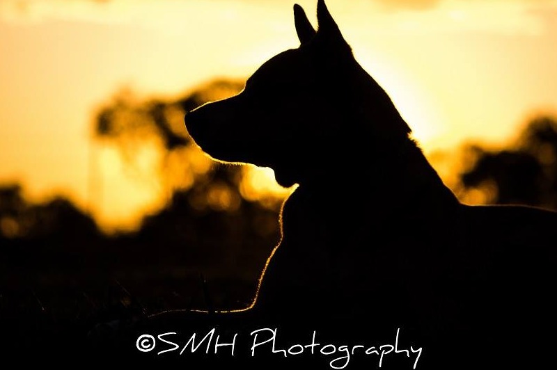 Dog at Sunset