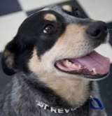 Trevor the dog getting his Senior Check