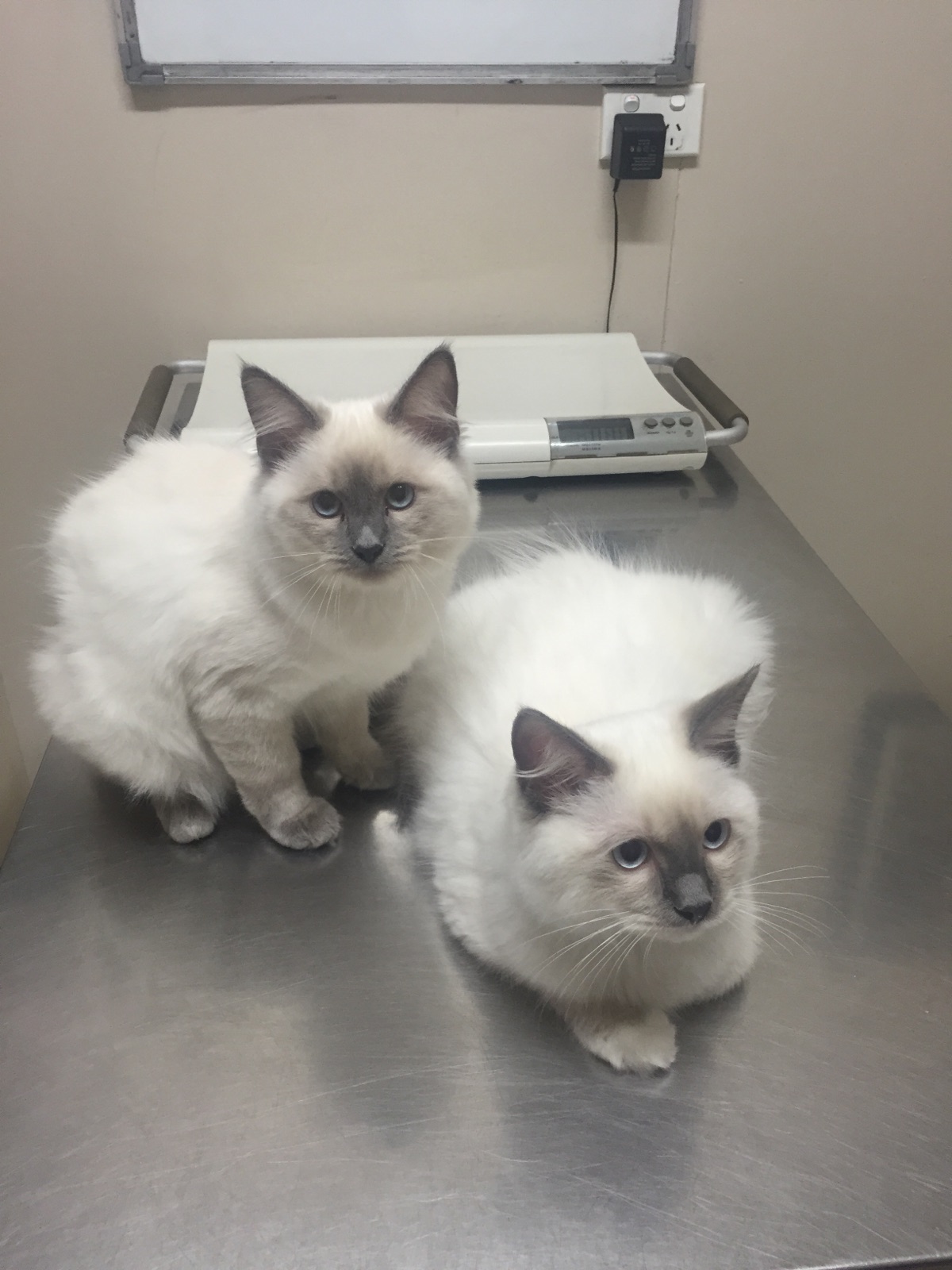 Kitten Exam