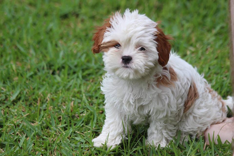 puppy pack vets near me