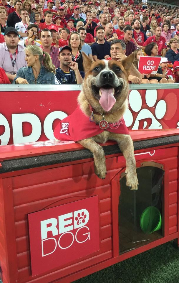 'Red Dog', the St George Queensland Reds Rugby Junior mascot