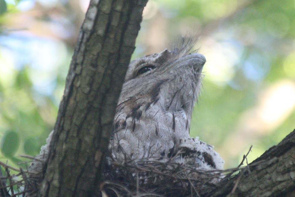 Tawny Bird