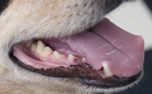 Dogs Jaw